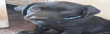 Labrador Retriever 1
