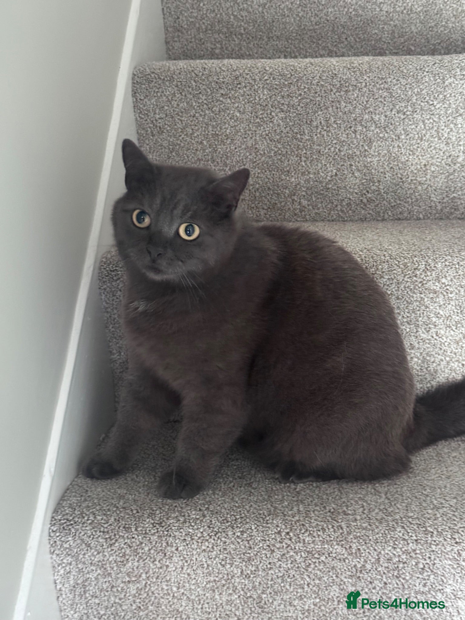British Shorthair cats URGENT: Loving home needed - Advert 2