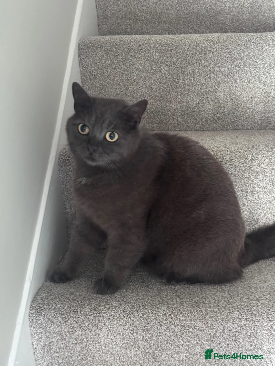 British Shorthair cats for sale: URGENT: Loving home needed - Advert 1