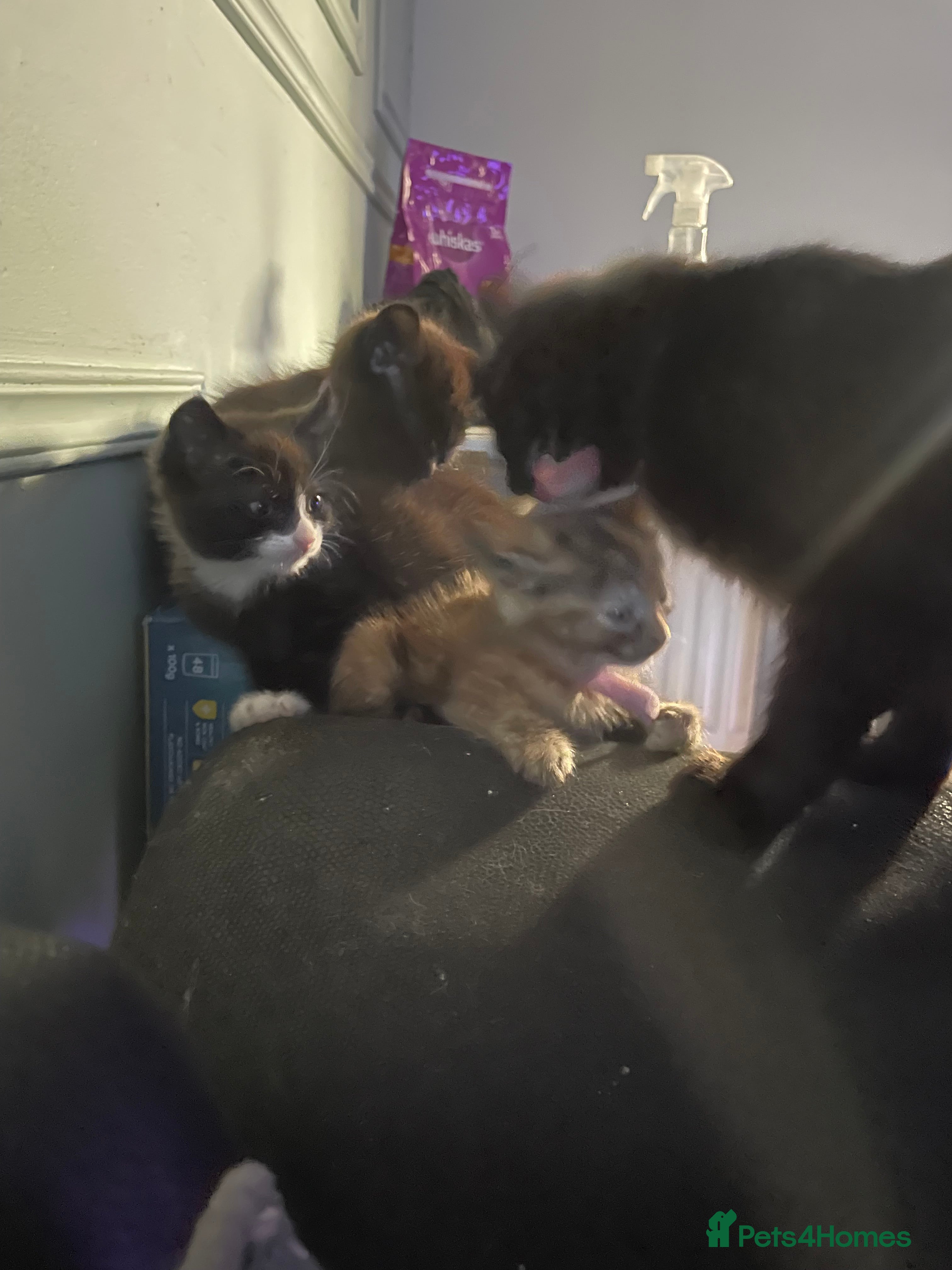 Mixed Breed cats 3 kittens ready and waiting for there new hime  - Advert 8
