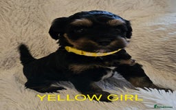 Tibetan Terrier dogs for sale: Adorable fluffy TToodle puppies  - Image 10