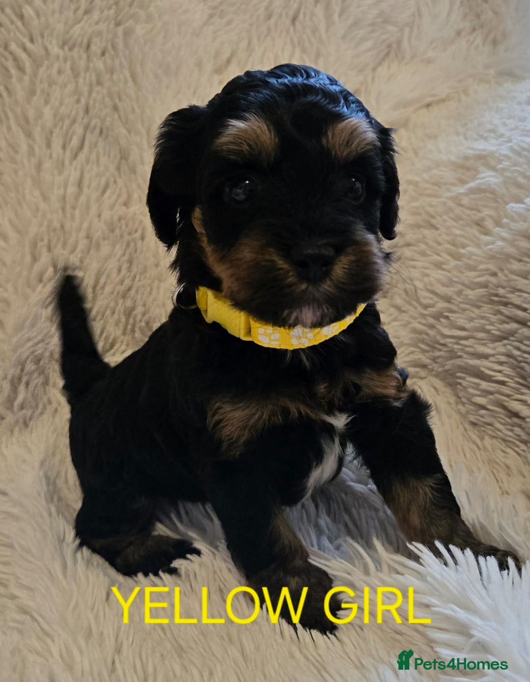 Tibetan Terrier dogs for sale: Adorable fluffy TToodle puppies  - Image 10