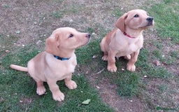 Labrador Retriever dogs for sale: Two Beautiful Little Boys - Image 5
