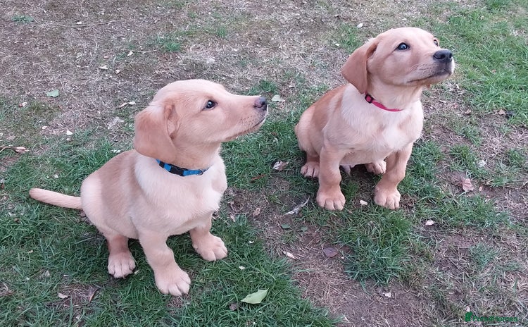 Labrador Retriever dogs - Advert 10