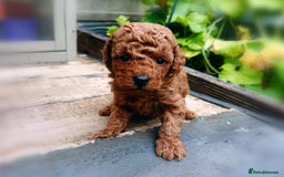 Toy Poodle dogs for sale: Charming Toy Poodle Puppies - Image 17