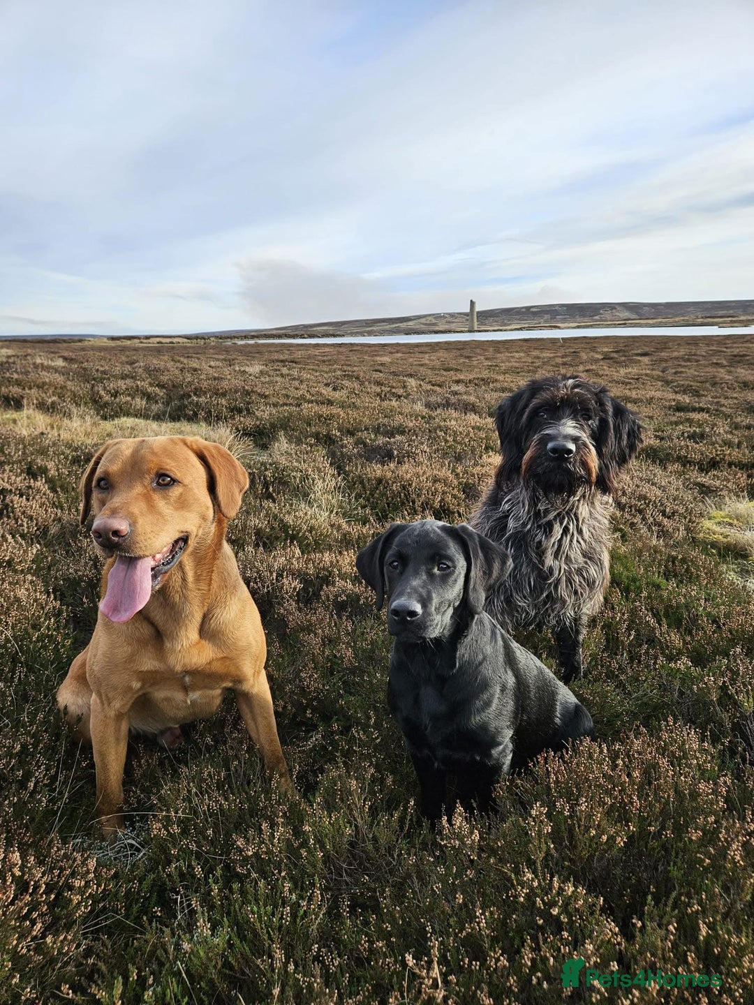 Labrador Retriever dogs for sale: Beautiful fox red Labrador pups 🐶  - Image 12