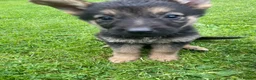 German Shepherd dogs for sale: Big chunky farm bred German shepherds ready now. - Advert 18