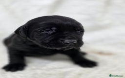 Labrador Retriever dogs for sale: 🐾 Adorable Black Labrador Puppies Ready Soon 🖤🐾 - Image 21