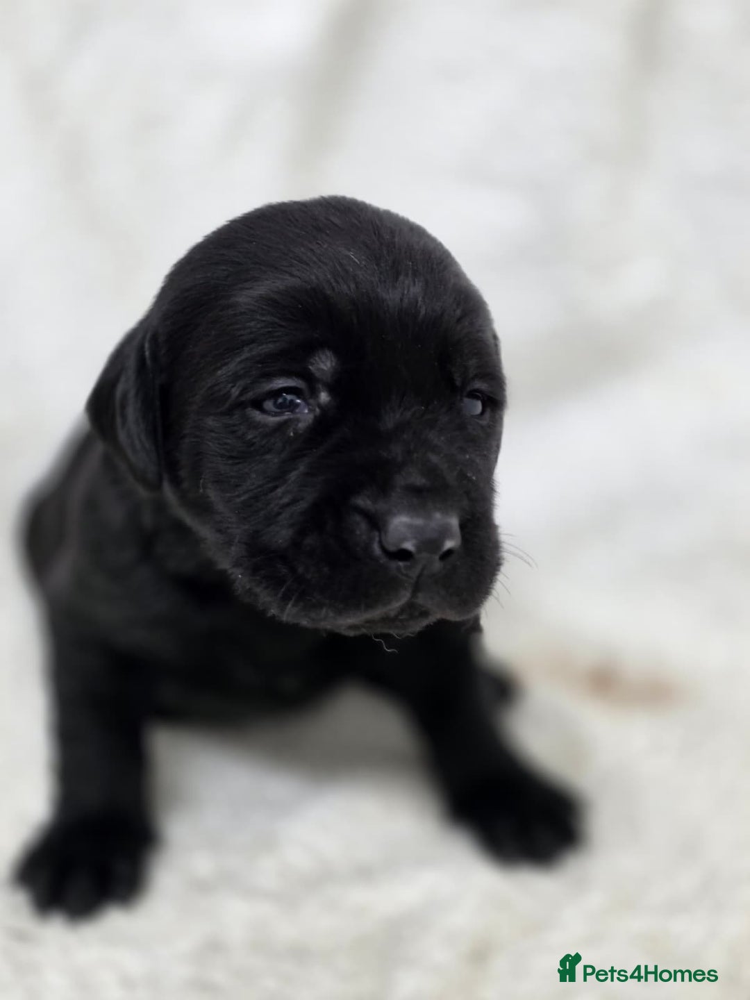 Labrador Retriever dogs for sale: 🐾 Adorable Black Labrador Puppies Ready Soon 🖤🐾 - Image 21