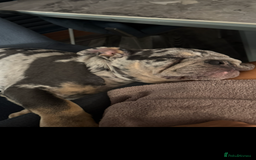 English Bulldog dogs for sale: Grey Merle male english bulldog puppy - Image 9