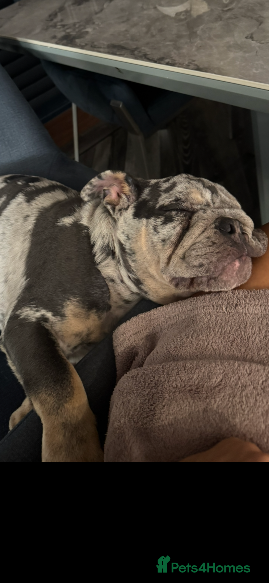 English Bulldog dogs for sale: Grey Merle male english bulldog puppy - Image 9