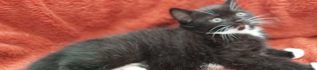 British Shorthair Kitten 5