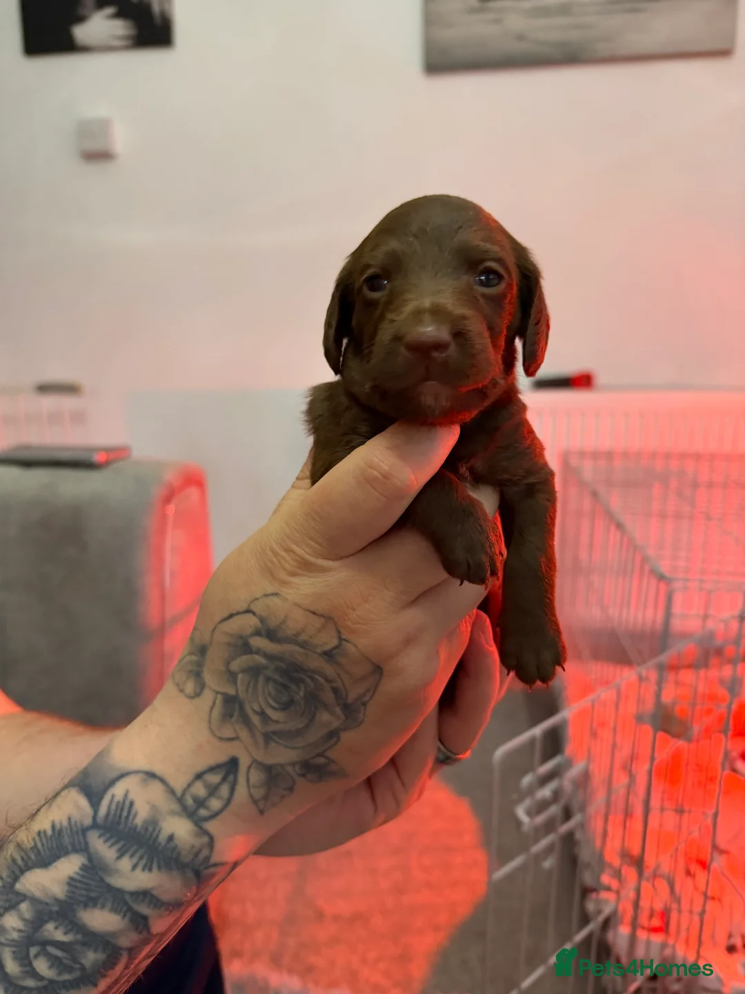 Mixed Breed dogs for sale: Doxipoos for sale  - Advert 2