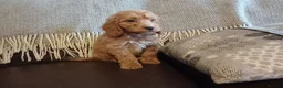 Cockapoo dogs for sale: Cockapoo puppies for sale - Advert 22