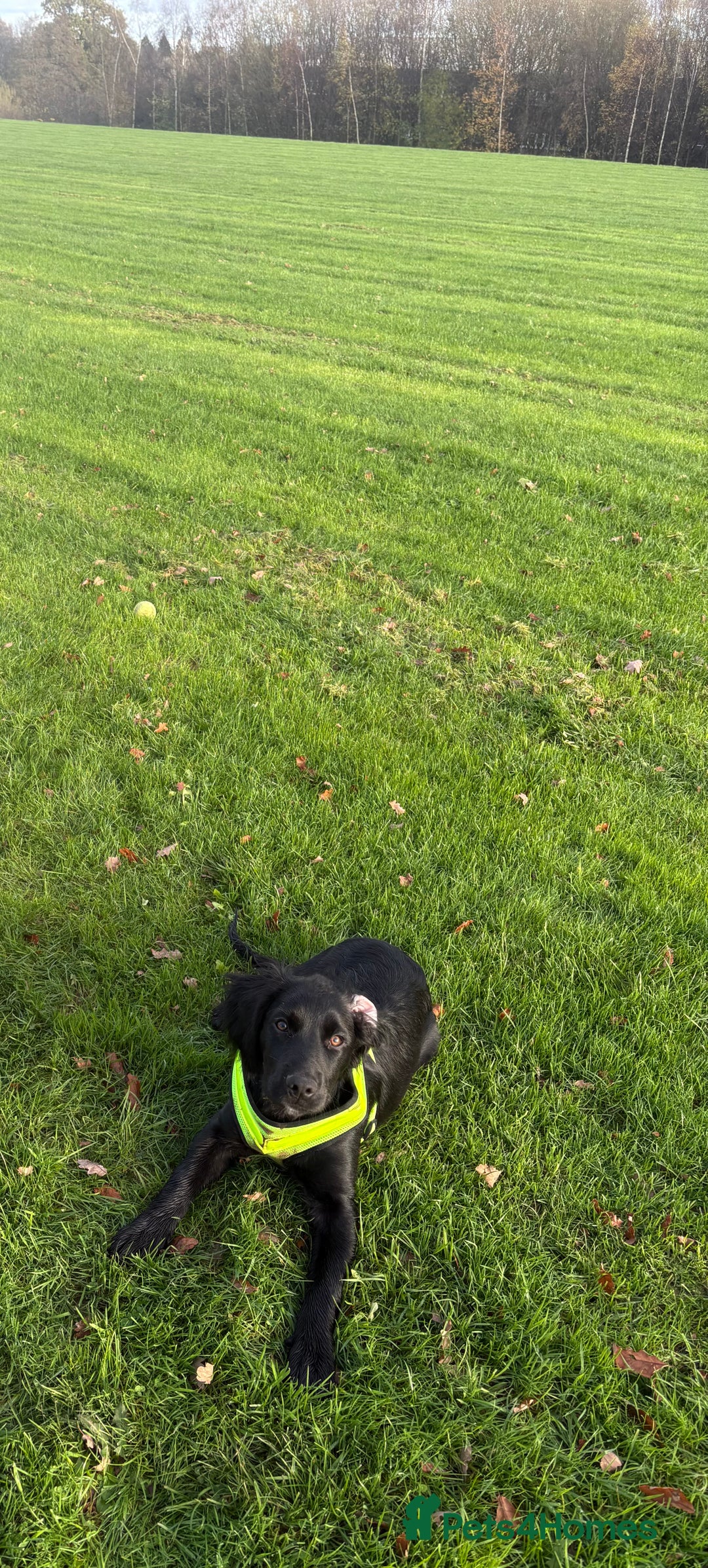 Mixed Breed dogs for sale: Beautiful bear for sale  - Advert 4