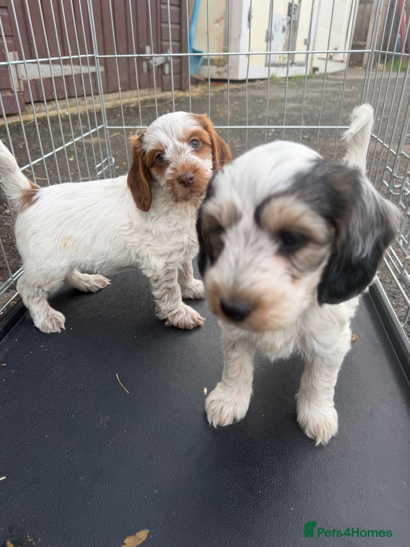 Cockapoo dogs Cockapoo puppies - Advert 10