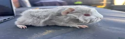 Guinea Pig rodents for sale: friendly boy guinea pigs to reserve  - Advert 3