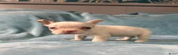 French Bulldog dogs for sale: Gorgeous French Bulldog Puppies♡ - Advert 2