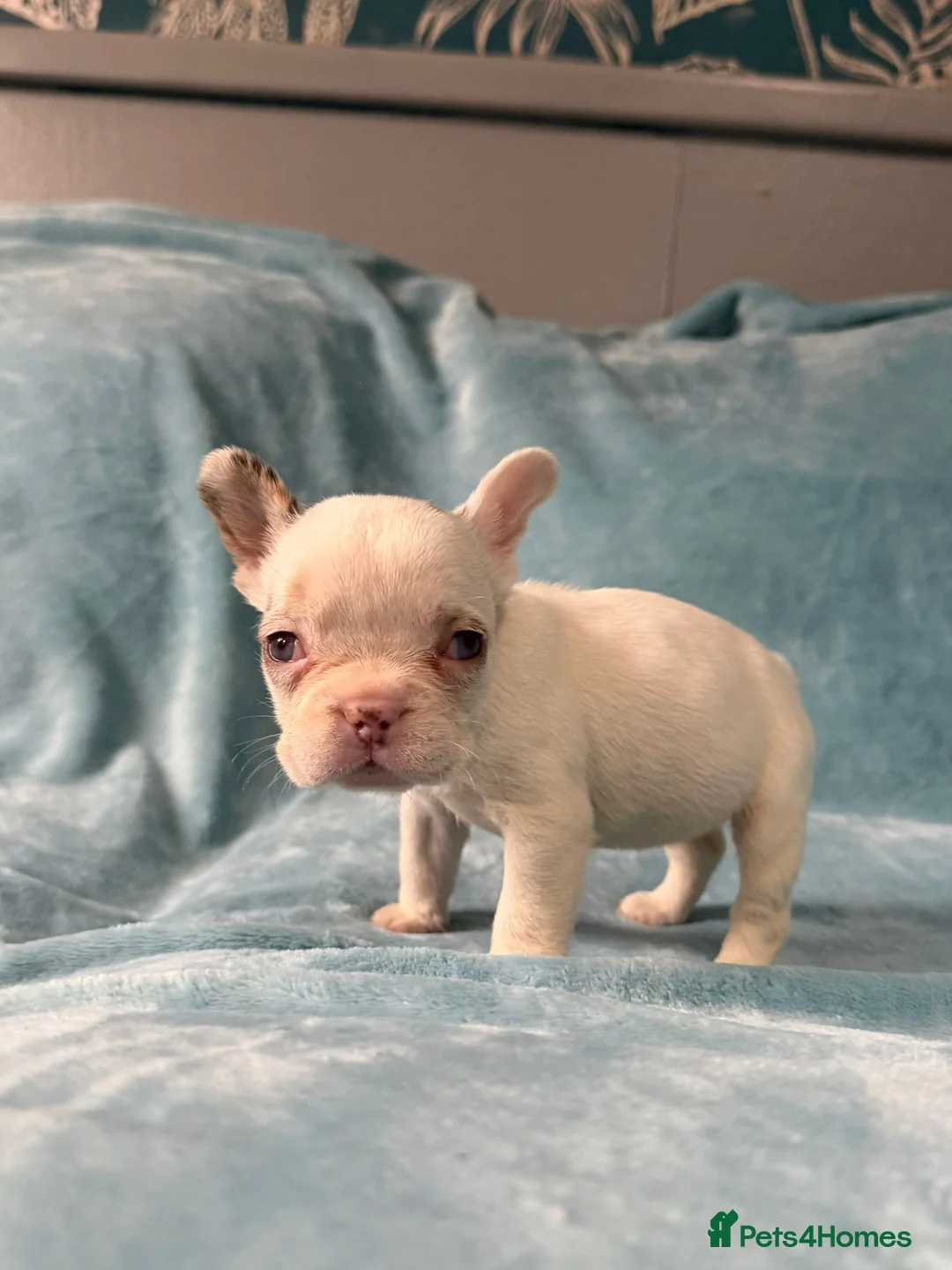 French Bulldog dogs for sale: Gorgeous French Bulldog Puppies♡ - Advert 2