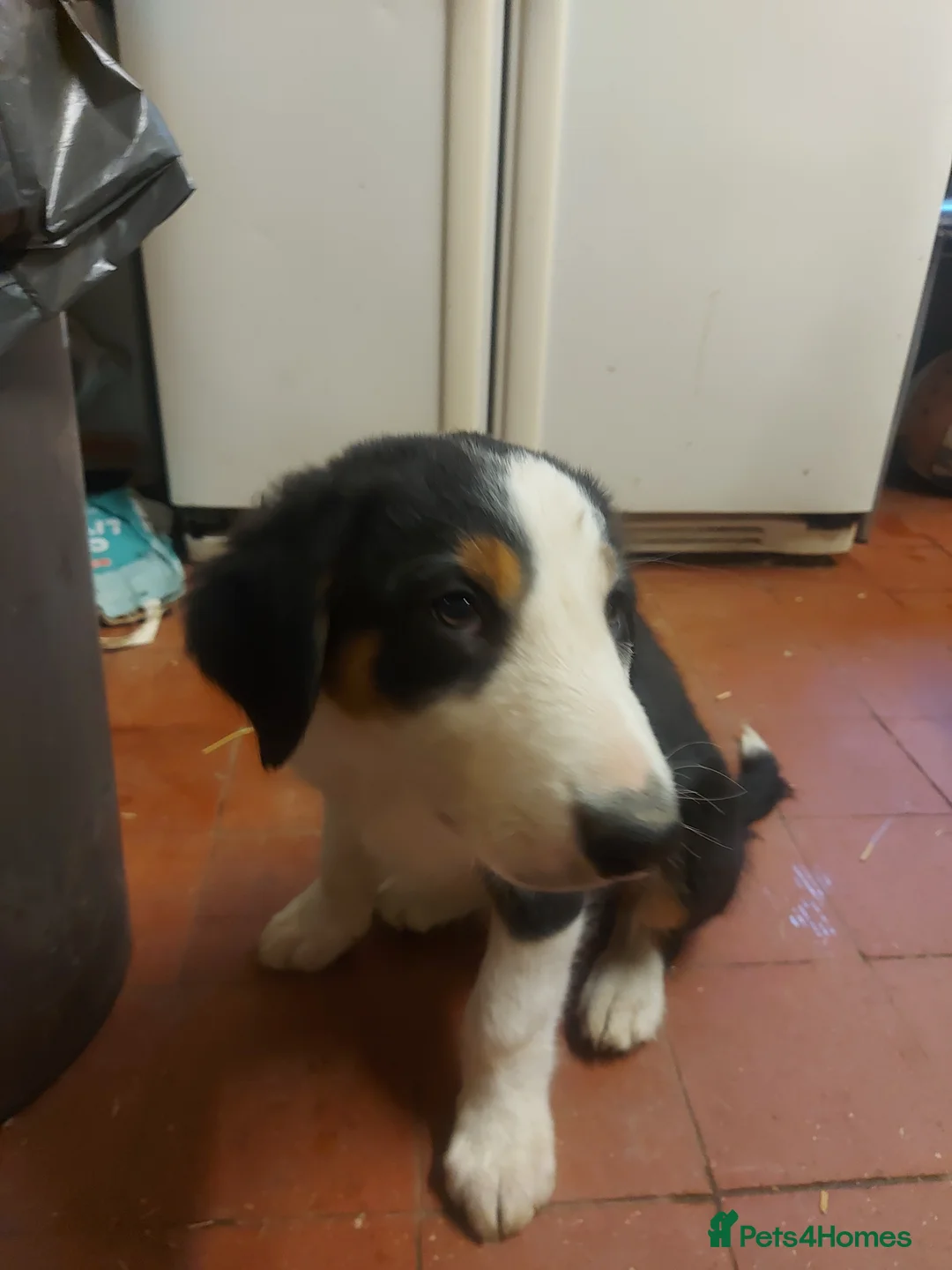 Huntaway dogs for sale: Huntaway pups for sale - Advert 4