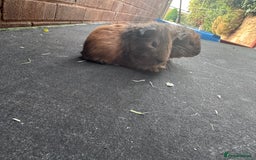 Guinea Pig rodents for sale: Stunning baby male guinea pigs  - Image 7