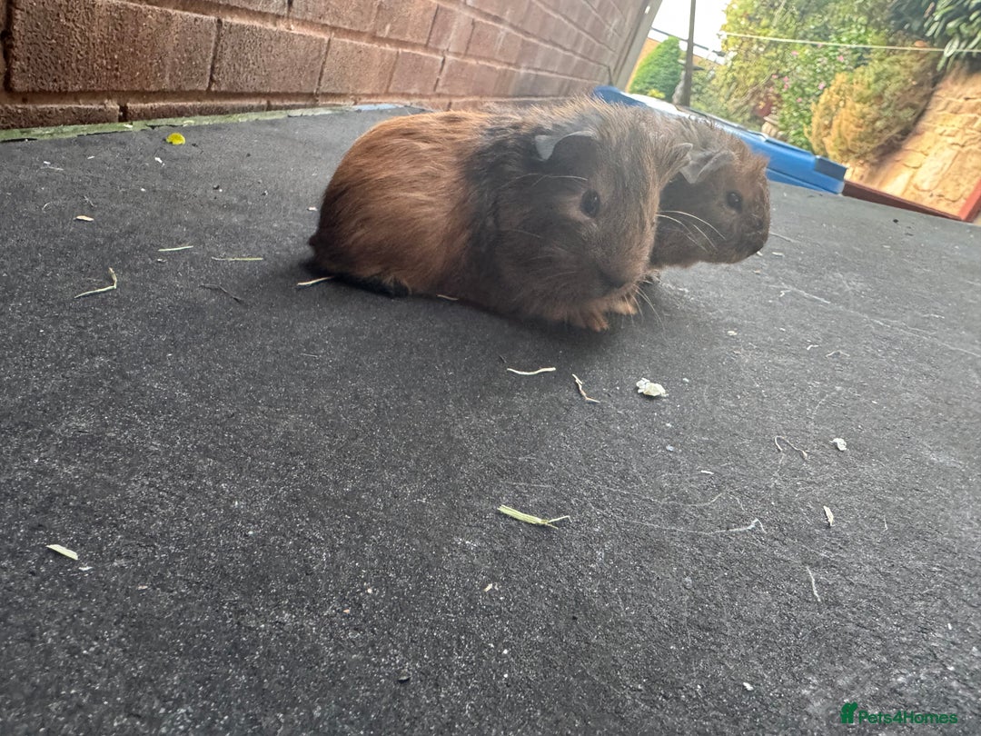 Guinea Pig rodents for sale: Stunning baby male guinea pigs  - Image 7
