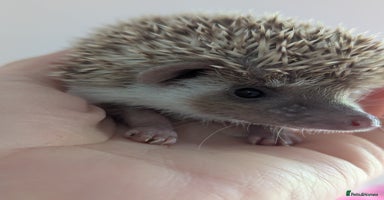 Pygmy Hedgehog rodents - Advert 15