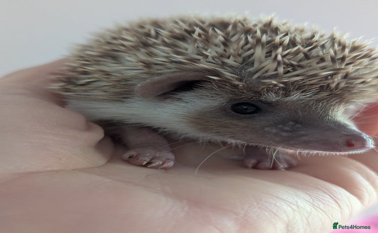 Pygmy Hedgehog rodents - Advert 2