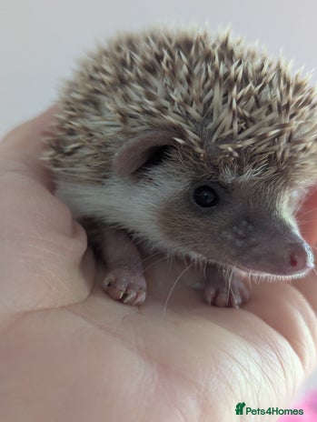 Pygmy Hedgehog rodents - Advert 2