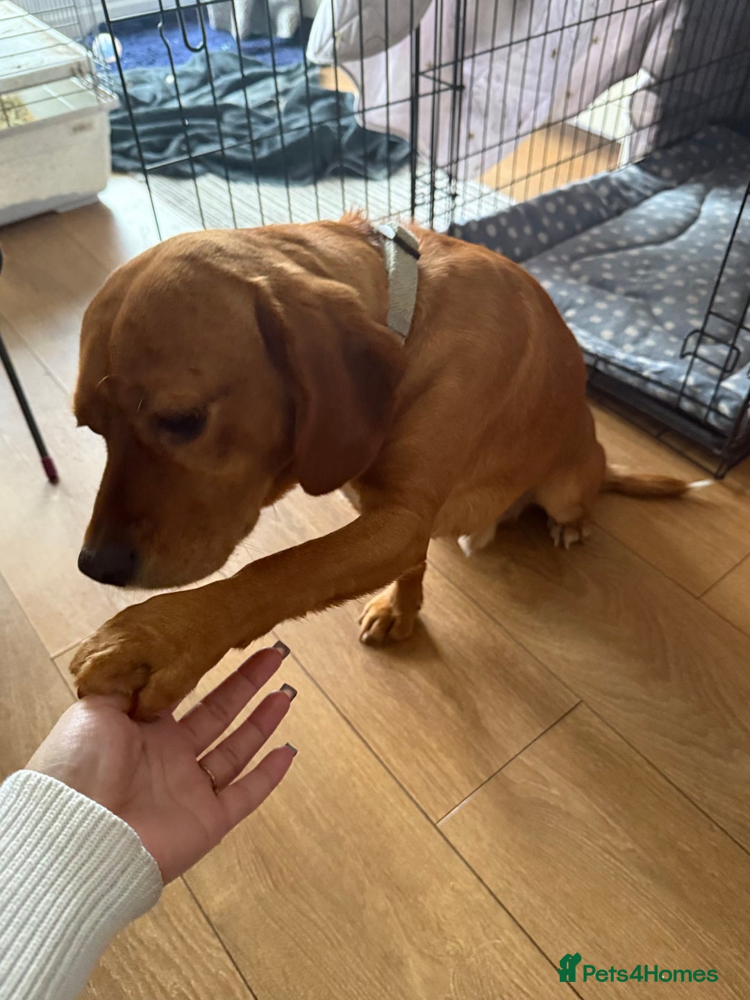 Beaglier dogs for sale: Beaglier needing new home - Image 10