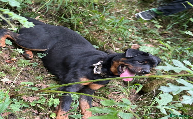 Rottweiler dogs - Advert 13