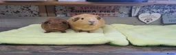 Guinea Pig rodents for sale: Two Girl Guinea pigs - Leeds LS27  - Advert 5