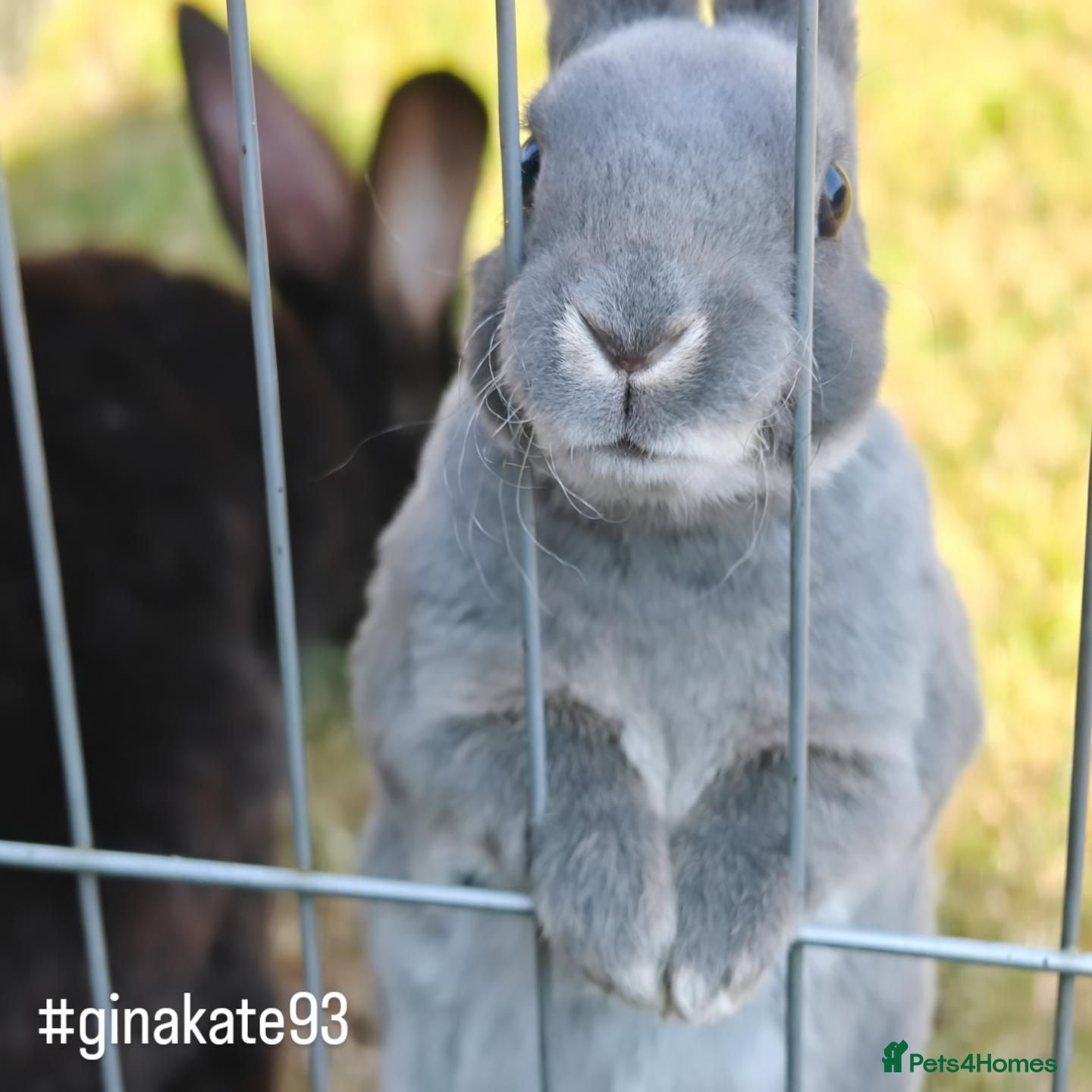 Rex rabbits Mini Rex Rabbits  - Advert 6