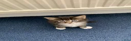 Mixed Breed cats for sale: Beautiful kittens looking for loving home. - Advert 5