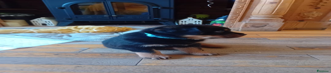 Rottweiler Puppy 2