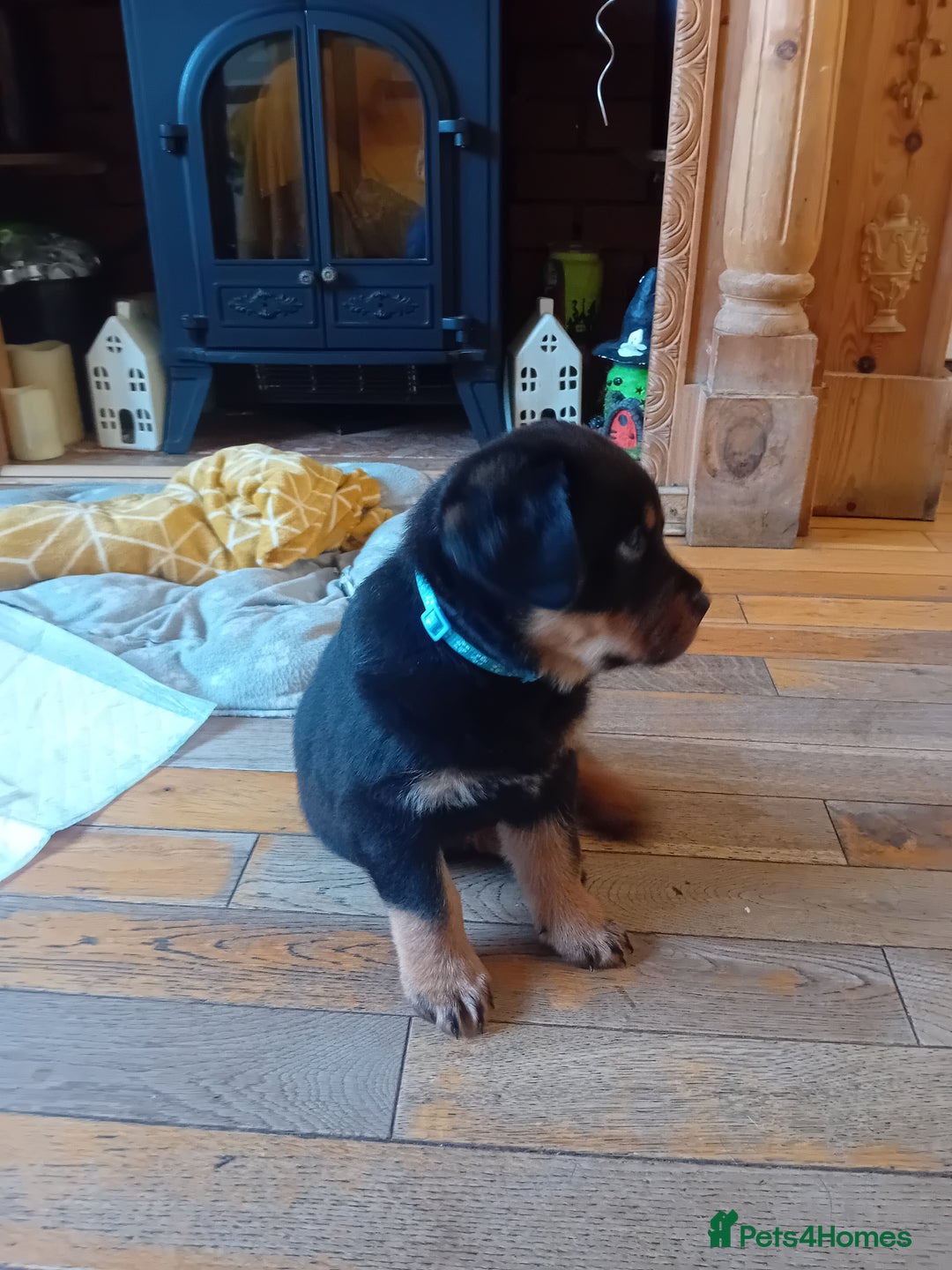 Rottweiler dogs for sale: KC reg Rottweiler puppies for sale - Image 3