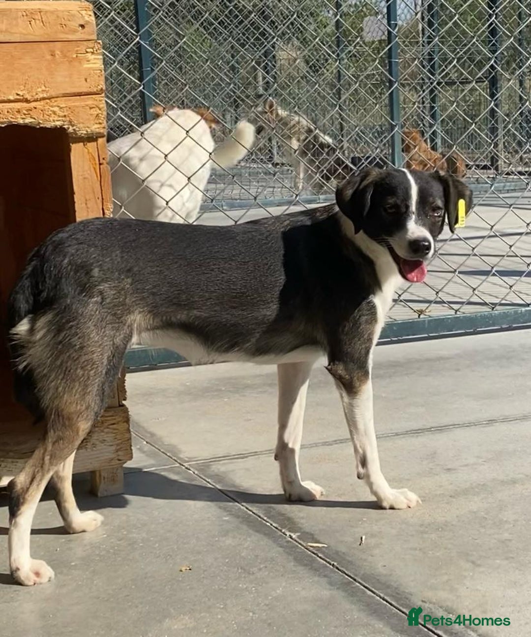 Mixed Breed dogs for adoption: Kaia, 1.5 yrs approx. Available for adoption. - Advert 13