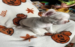 French Bulldog dogs for sale: TOP QUALITY FRENCH BULLDOGS  - Image 2