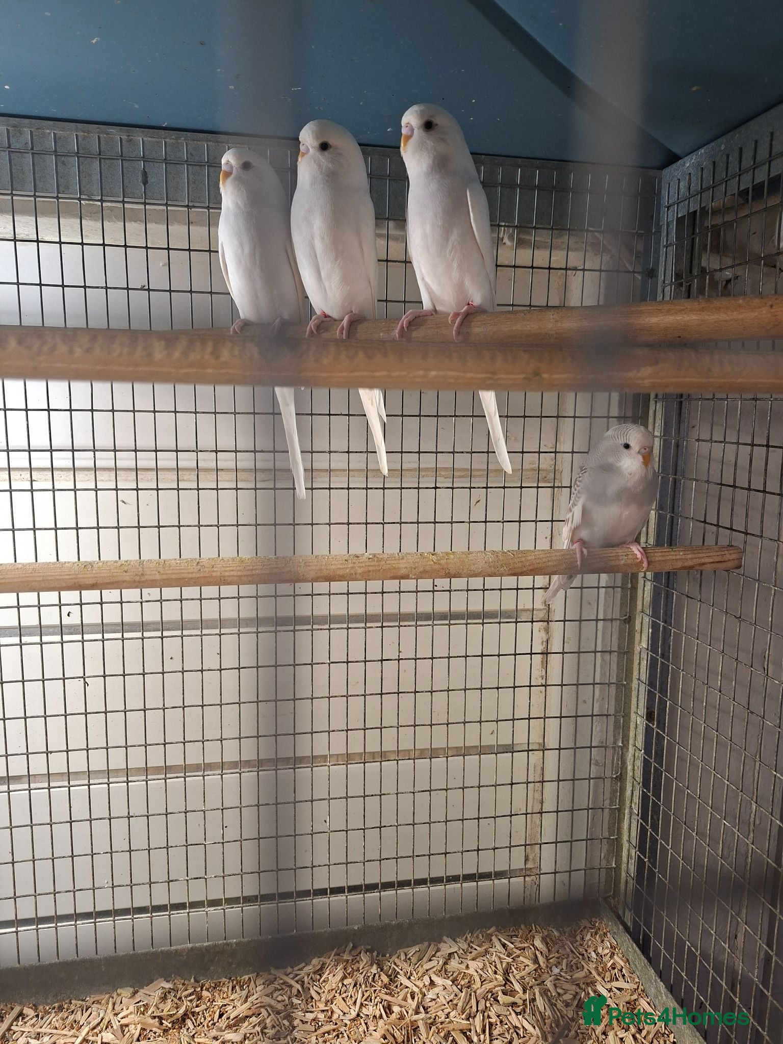 Budgerigars birds Baby budgies for sale - Advert 2