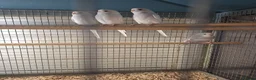 Budgerigars birds for sale: Baby budgies for sale - Advert 2