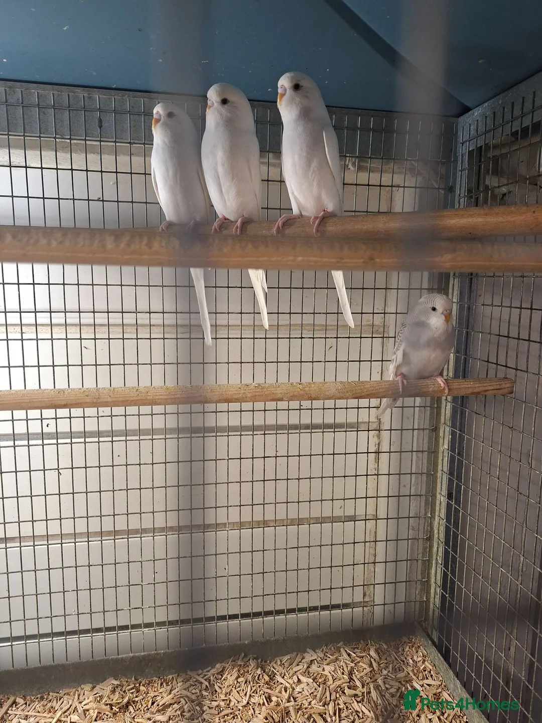 Budgerigars birds for sale: Baby budgies for sale - Advert 2