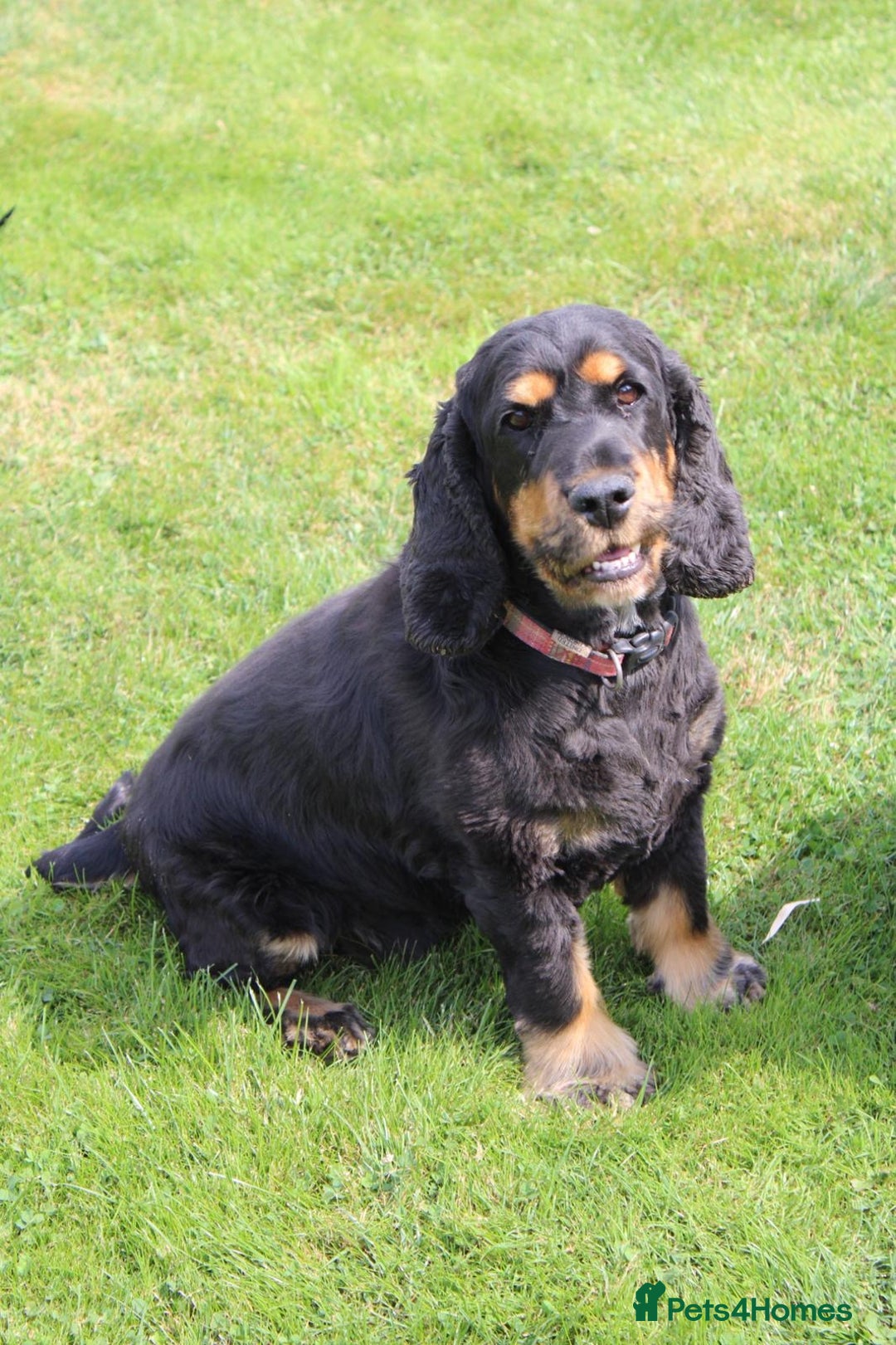 Cocker Spaniel dogs for sale: Kc Show type Cocker Spaniels  - Advert 2