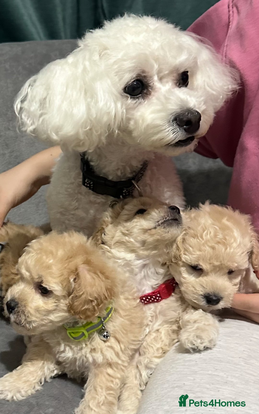 Maltipoo dogs for sale: Gorgeous F1 Toy Maltipoo Puppies  - Advert 2