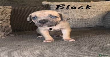 Cane Corso dogs - Advert 8