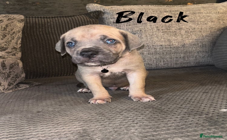 Cane Corso dogs - Advert 2