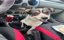 Mixed Breed dogs for adoption: Brodie In Ayr Looking for a home  - Image 9