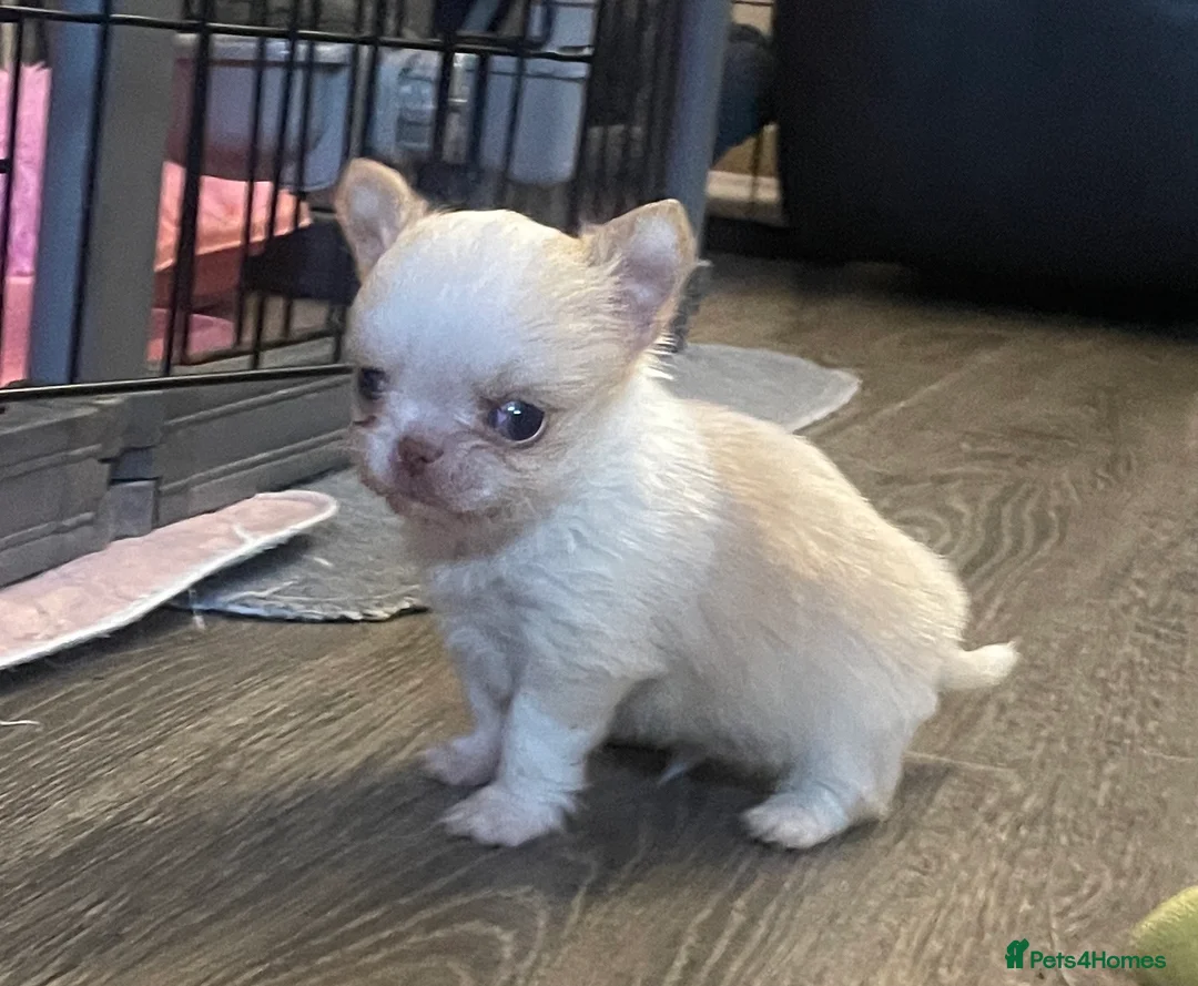 Chihuahua dogs for sale: Gorgeous  little  Longcoat Boy Kc 🌟🌟🌟🌟🌟 - Advert 20