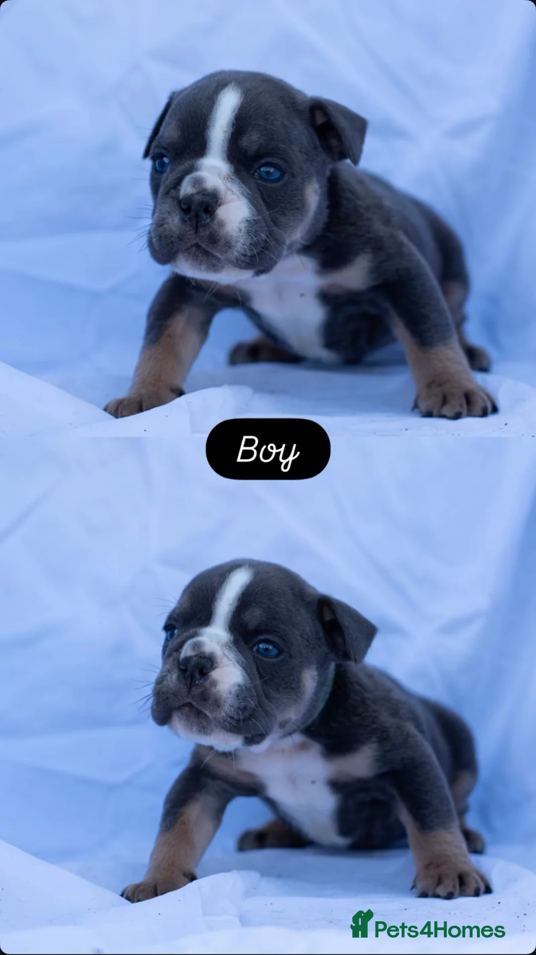 English Bulldog dogs for sale: English bulldogs PUPPIES NEBBR REGISTERED - Advert 1