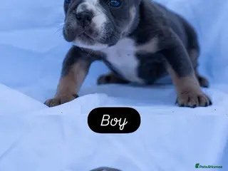 English Bulldog dogs English bulldogs PUPPIES NEBBR REGISTERED - Advert 5