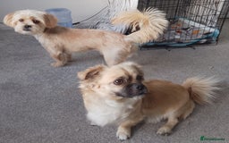 Maltipoo dogs for sale: Maltipoo - Image 7
